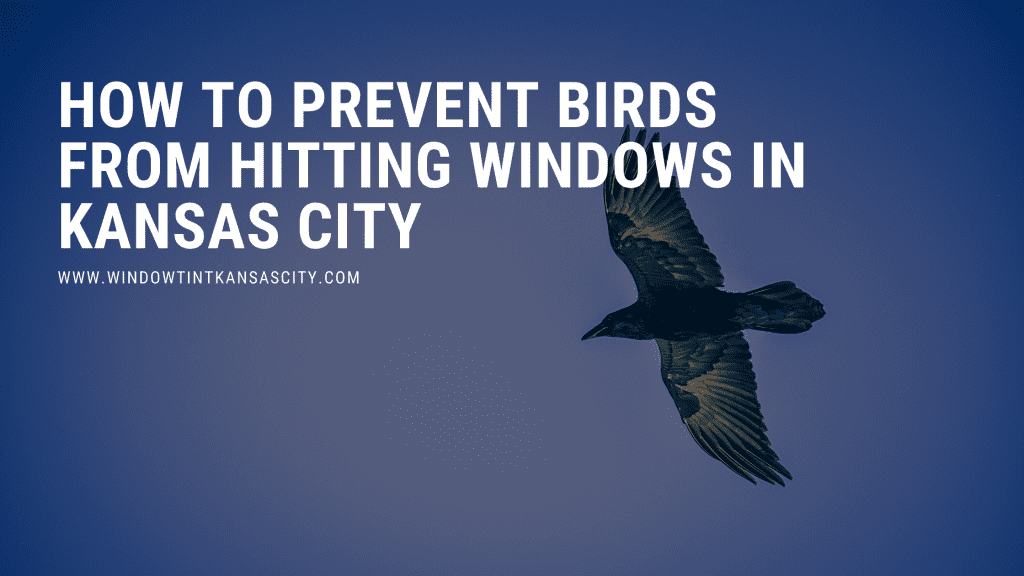 how to prevent birds hitting windows kansas city
