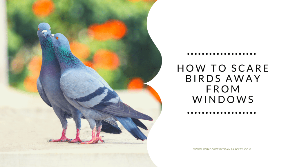 scare birds away from windows