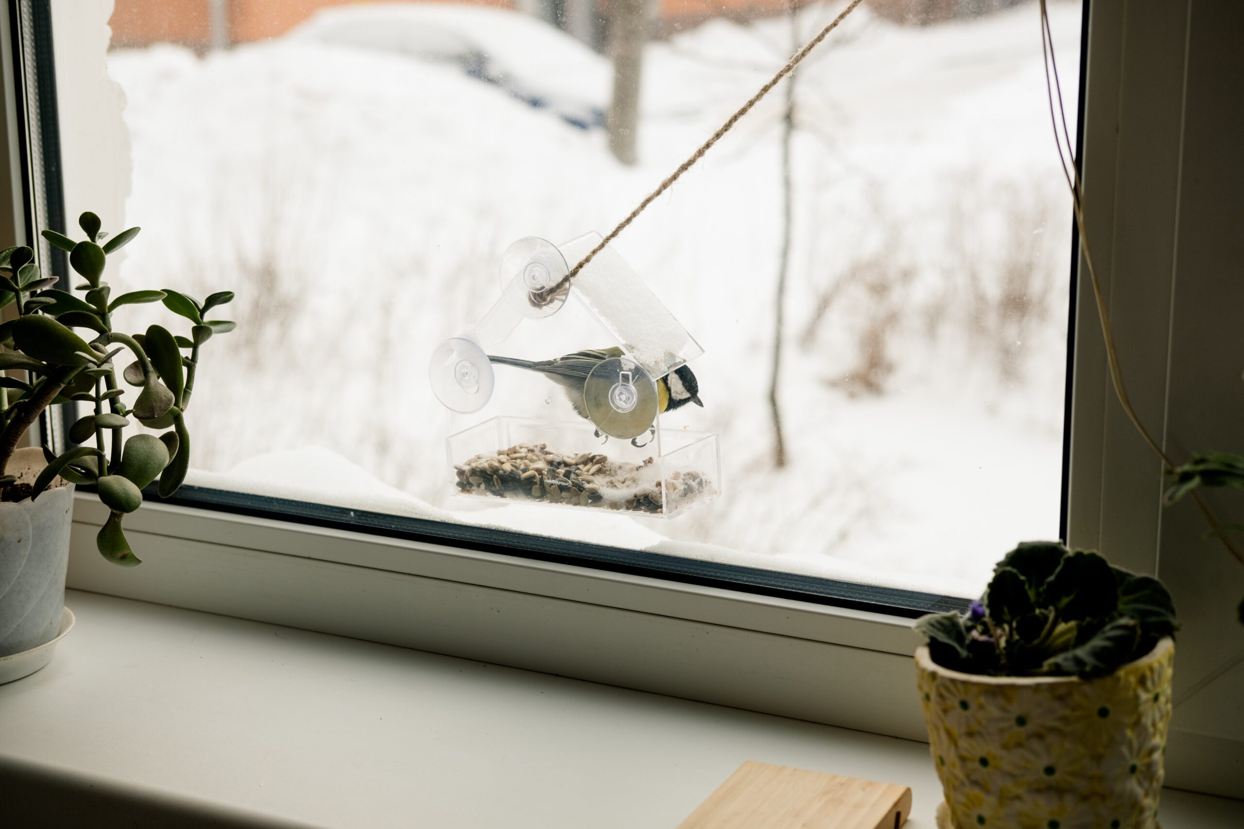 bird strike prevention window film kansas city